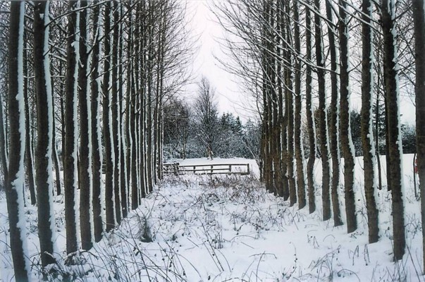 Rustic avenue in the snow - February 2010 at Lee Moor
